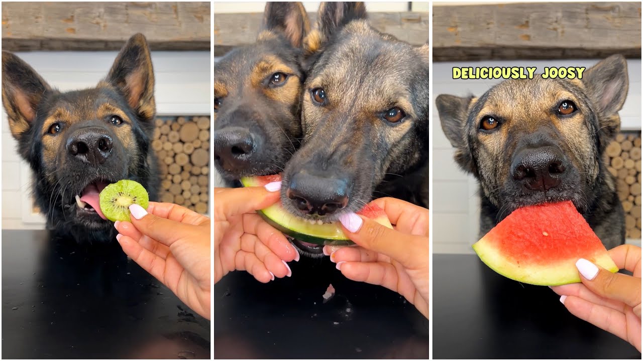 Do German Shepherds Like Fruits?! ASMR