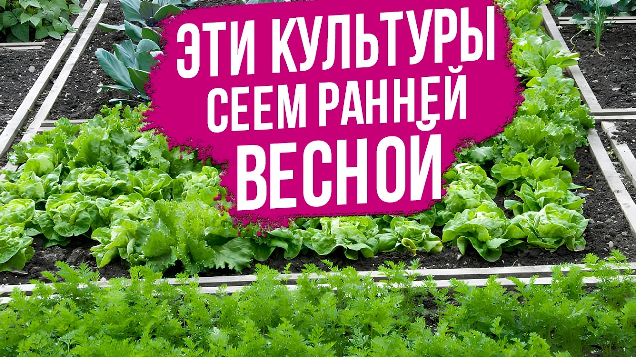 Самая РАННЯЯ зелень в теплице! Открываем сезон 2026!