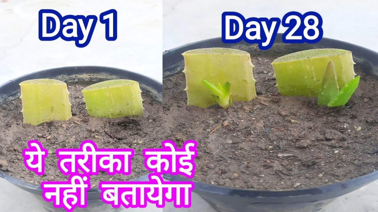 ये तरीका आपको कोई नहीं बतायेगा Best way to grow Alovera plant from leaf cutting #alovera #cutting
