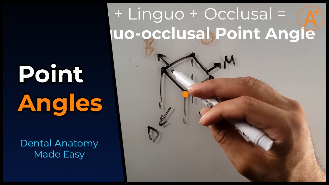 Point Angles in 1 Minute (Dental Anatomy Simplified)