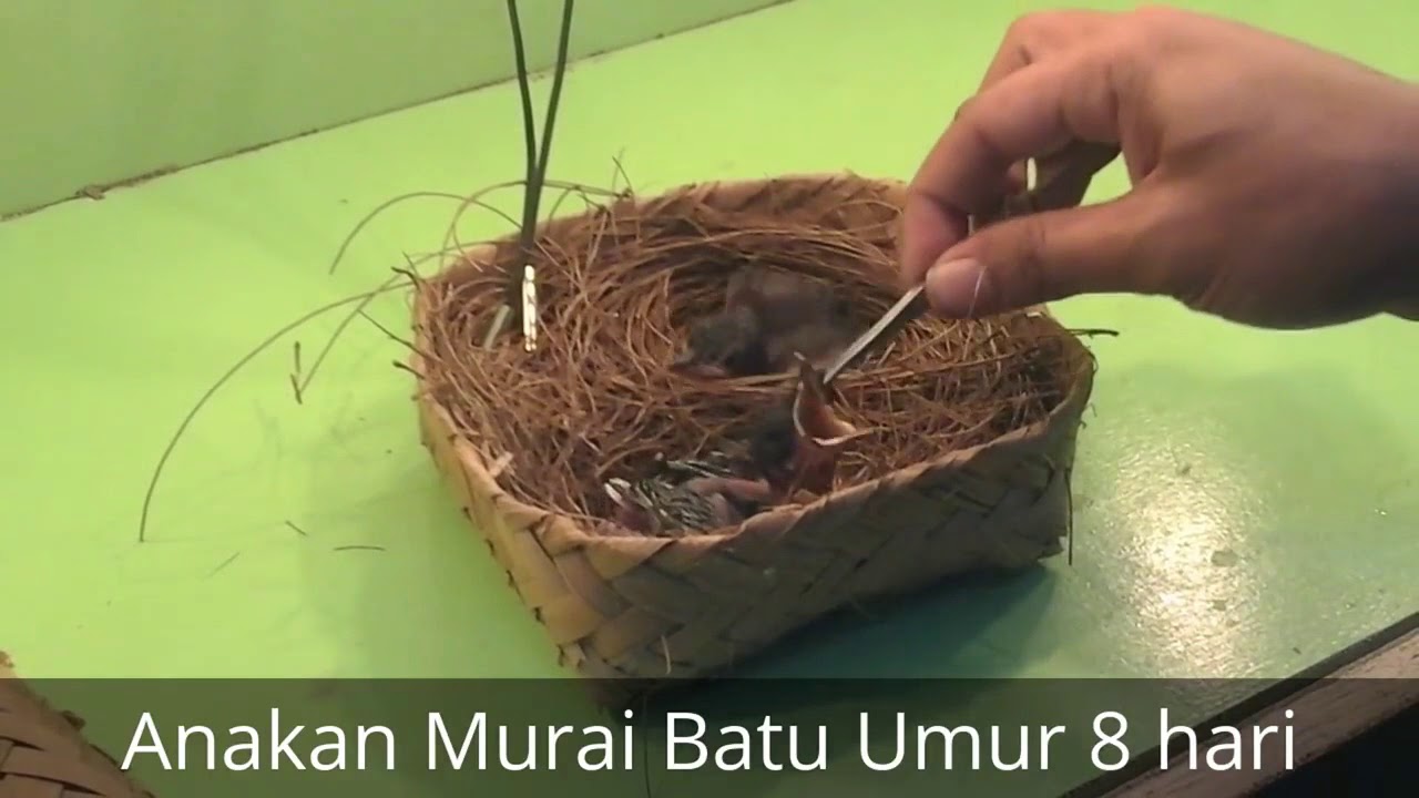 Perkembangan telur murai batu sampai usia 10 bulan | shama bird eggs until the age of 10 months