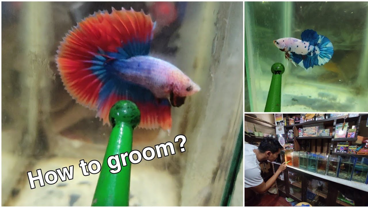 How to Groom and select a Showtype betta fish W* English Subtitle