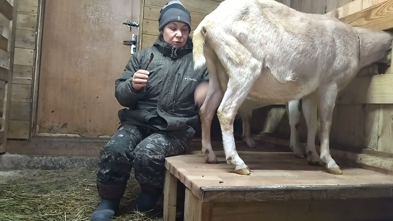 Йод для коз. Профилактика.