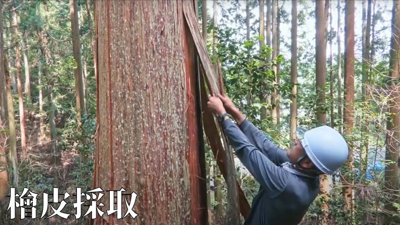 伝統建築工匠の技　檜皮採取 　How to Gather Epidermis of 