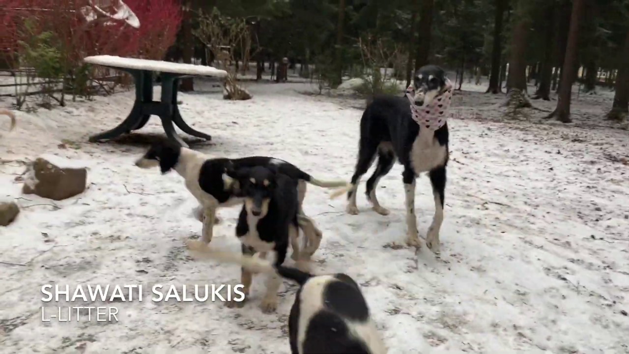 ШАВАТИ САЛЮКИ /SHAWATI SALUKIS L-LITTER
