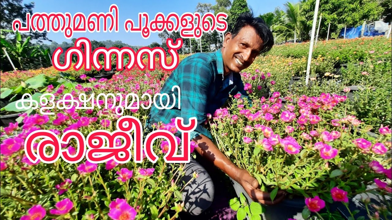 Pathumani plant/ portulaca to fill with flowers / പത്തു മണി പൂക്കൾ