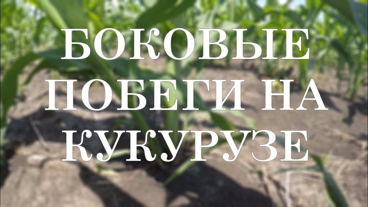 Боковые побеги на кукурузе 🌽 причины возникновения