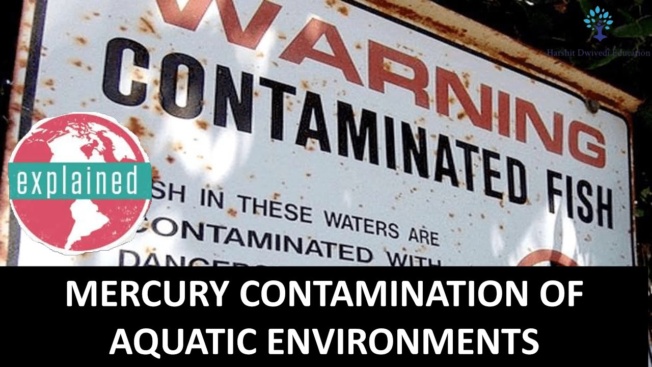 How dangerous is mercury contamination, UN Minimata convention, How Methyl mercury bioaccumulates ?