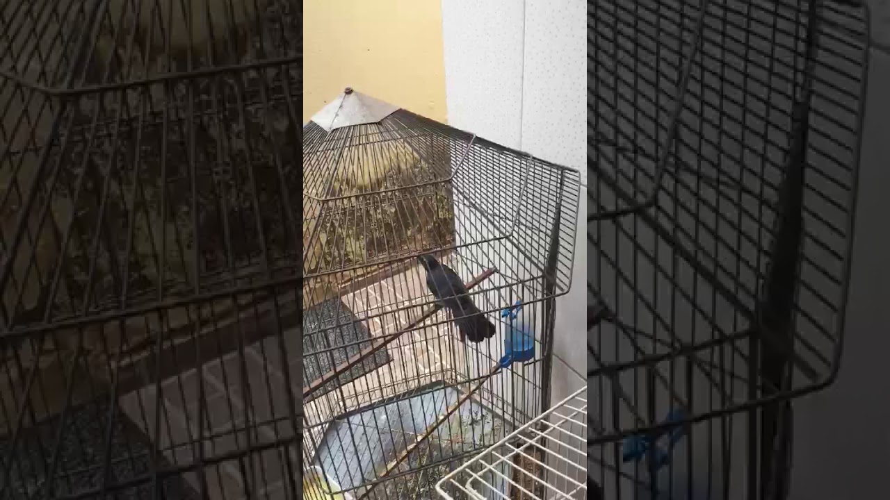 Melhor femia de pipirao do Maranhão