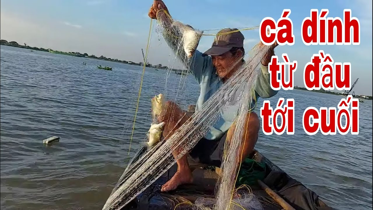 Trận Thả Lưới Cá Mè Đi Vào Lịch Sử , Cá Dính Từ Đầu Lưới Tới Cuối Lưới # SĂN BẮT ĐỒNG THÁP #