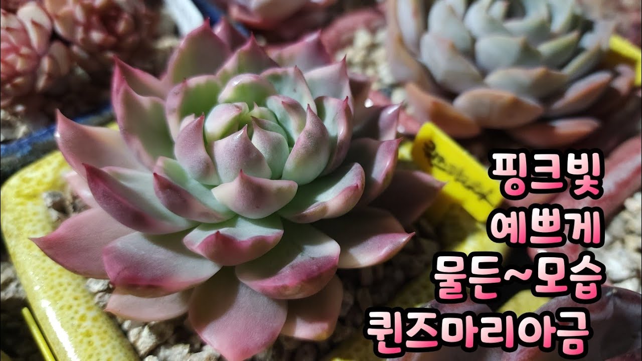 핑크빛 예쁘게 물든~모습의 #퀸즈마리아금 검붉은 물듬 보여주는 #홍시 #버니 #레드렌스 #체리쉐도우 눈맞춤합니다.