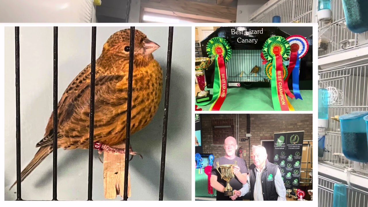 The Classic Lizard Canary 2024 UK Show Review
