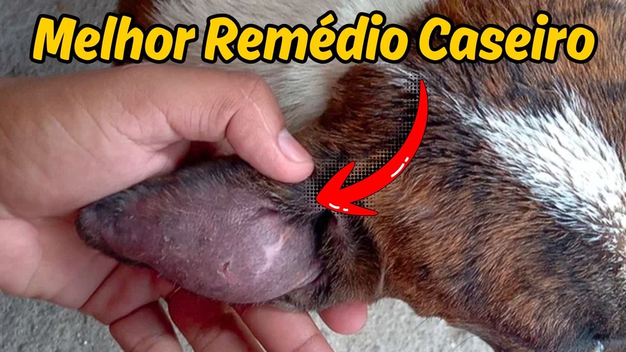 CACHORRO CHACOALHA A CABEÇA SINAIS DE OTITE OU MOSCAS E A ORELHA PODE INCHAR COMO UMA BOLHA