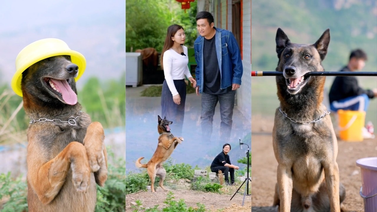 温馨故事：聪明狗狗懂事地像个孩子，是家里不可或缺的成员🐾❤️