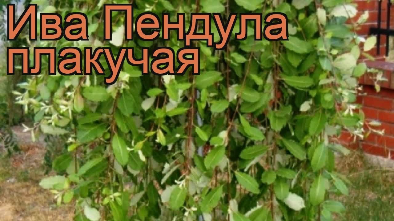 Ива пендула Пендула (salix caprea pendula) 🌿 ива Пендула обзор: как сажать саженцы ивы Пендула