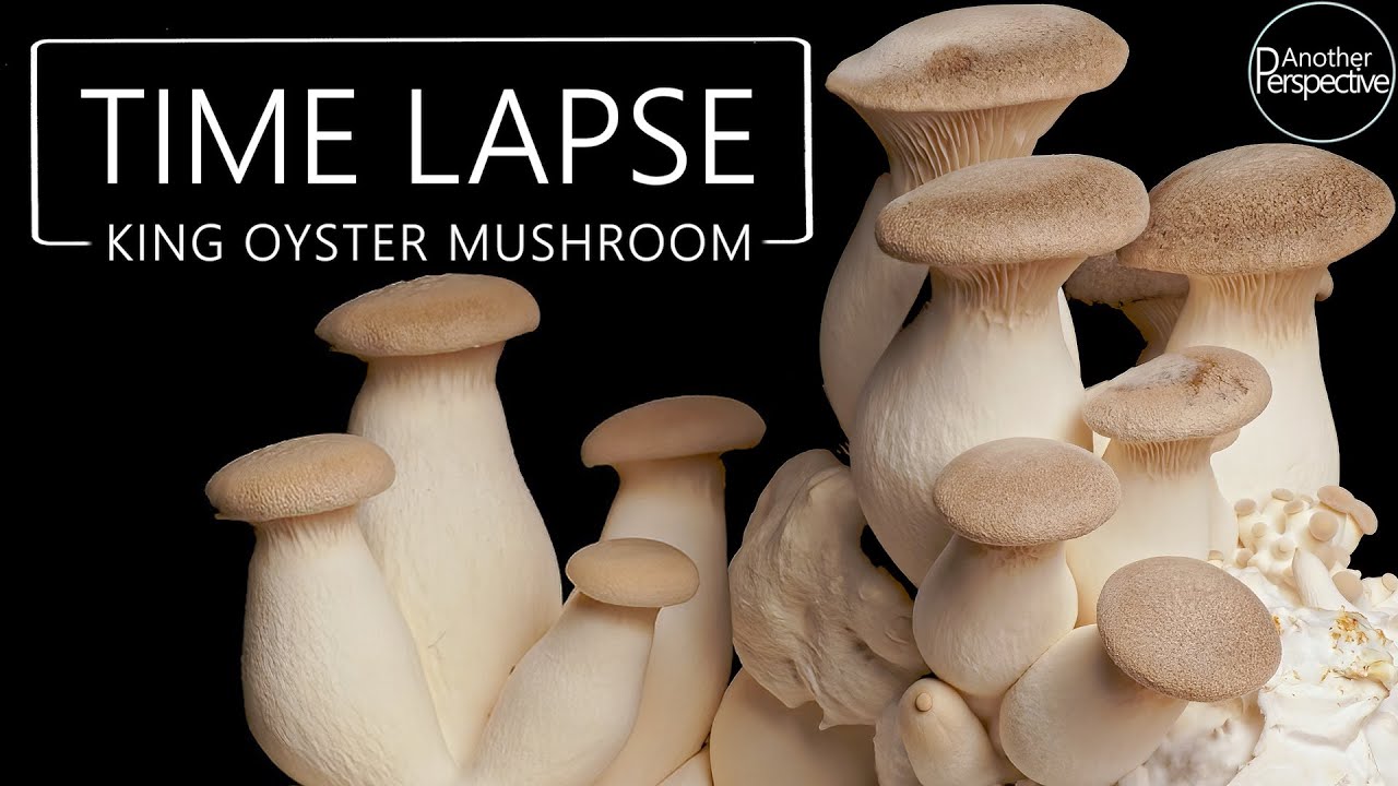 AMAZING KING OYSTER MUSHROOM GROW TIME LAPSE