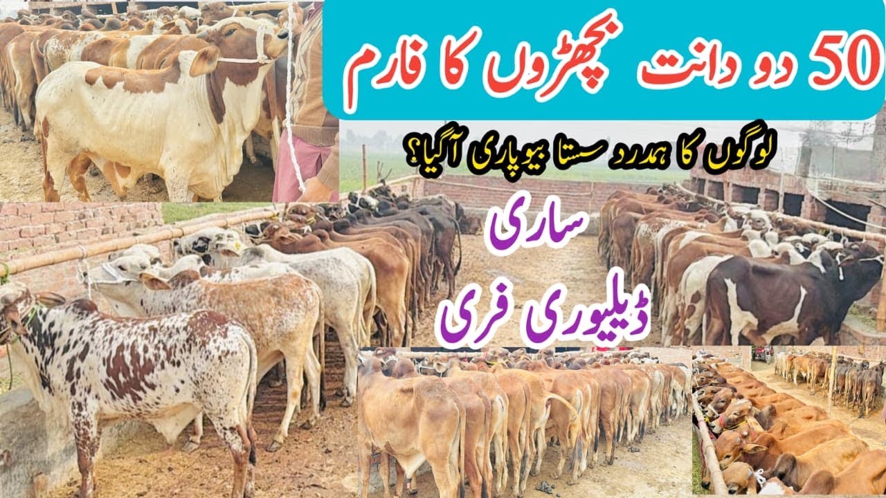 Sahiwal Cholistani Khubsurt Bread ||2 Teeth Gurnted Bachray - Qurbani 2026 K Liya Profitable #vlog 