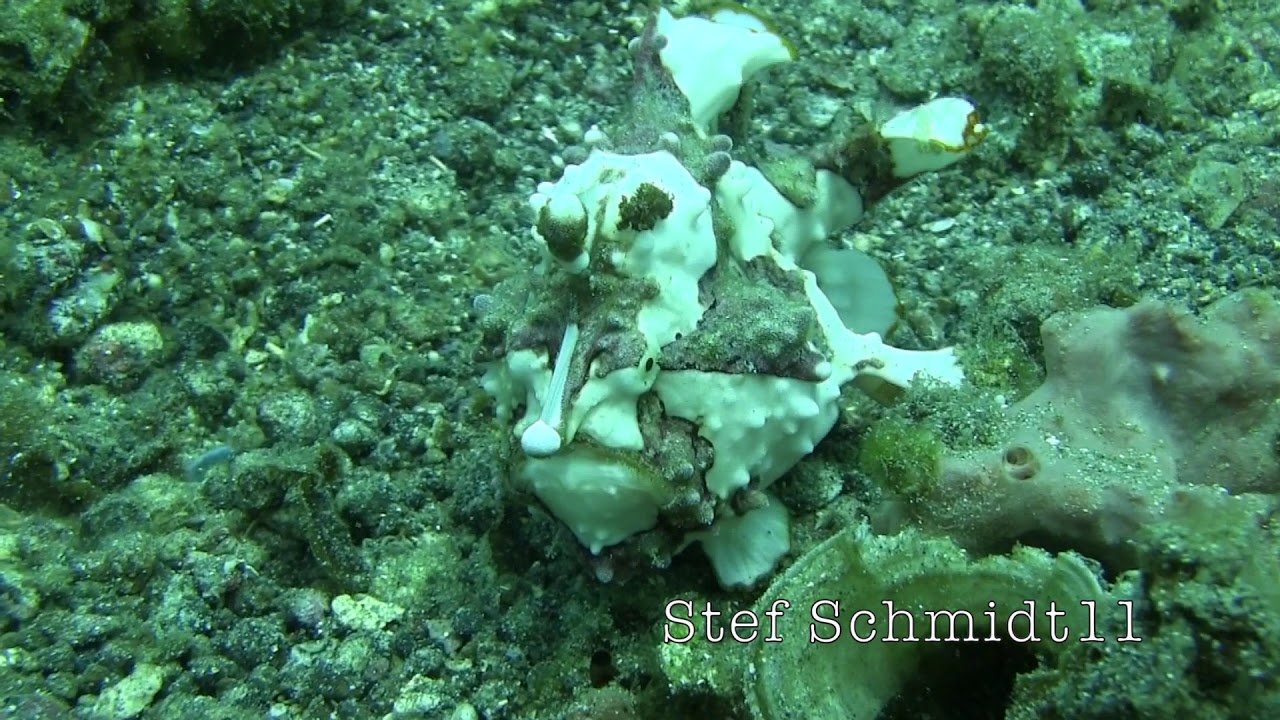 Lembehstreet #Frogfish #Antennarius #Frogfisch #Anglerfisch #Indonesien #Sulawesi