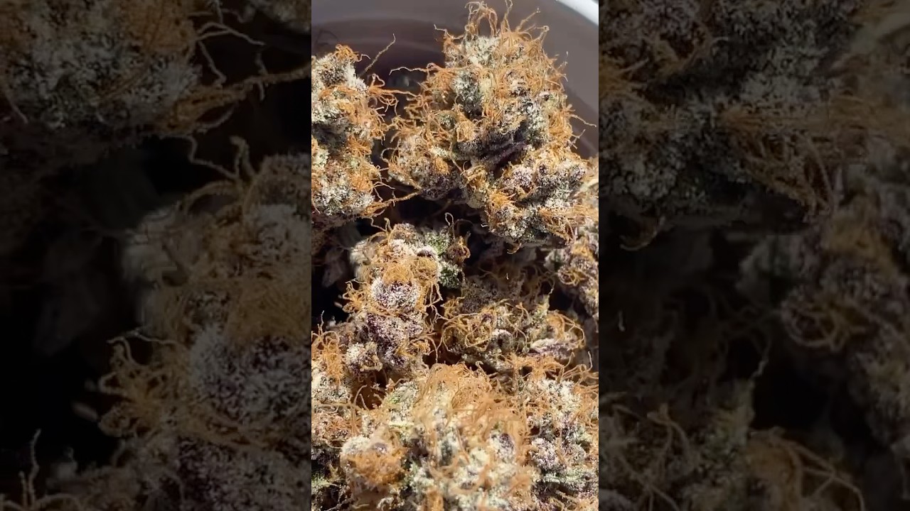 PURPLE MARMALADE (Tropicana cookies x why u gelly) #organic #wateronly