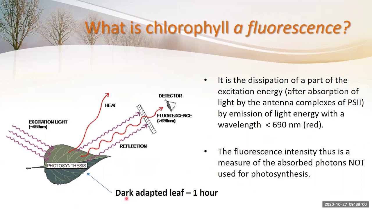 Photosynthesis: Probing plant vitality in an ever changing climate.
