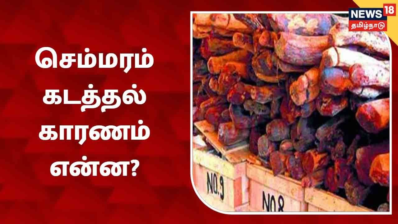 Red Sandalwood Tree | செம்மரம் கடத்தல் காரணம் என்ன? | Andhra Pradesh