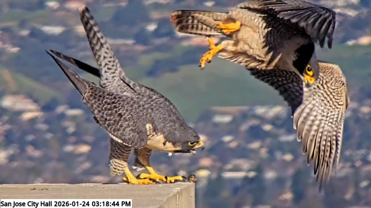 San Jose CH Falcons🪽 Hartley & Monty Are in the Mood for Love💞 2026 Jan 24