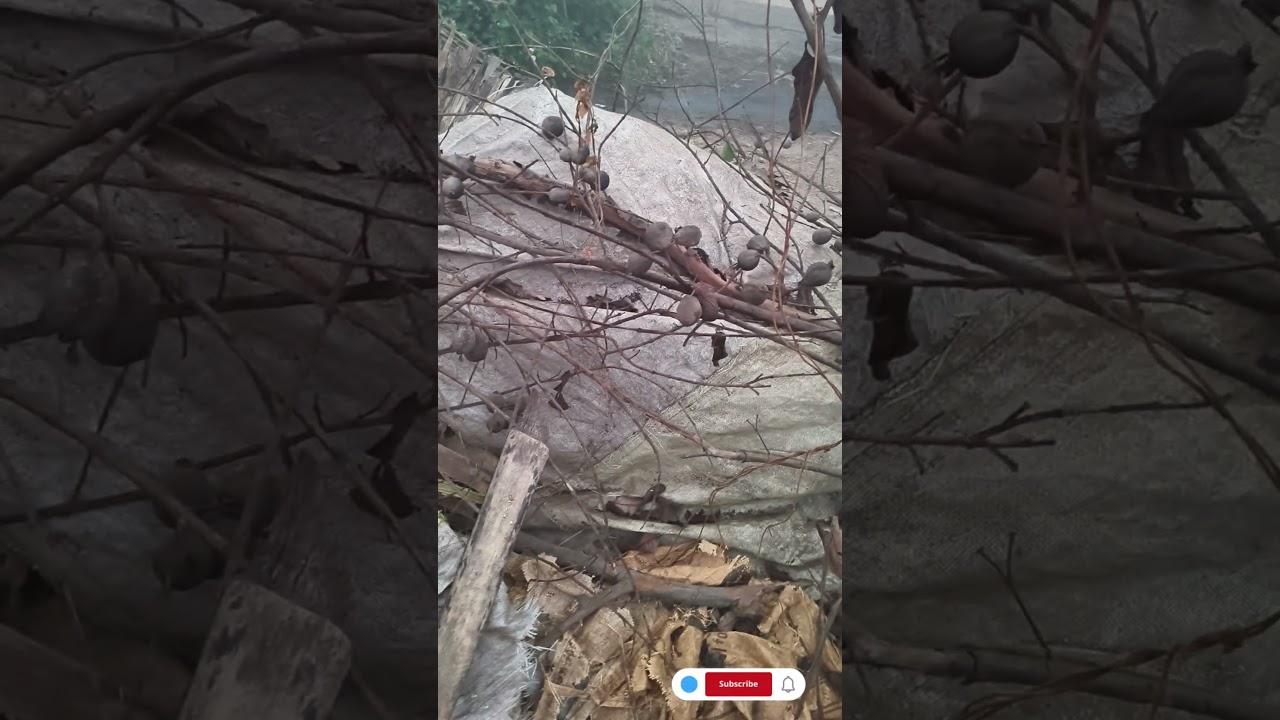 bhogi part 2 video  please  like and subscribe my channel 👍👍🥺🥺🙏🙏