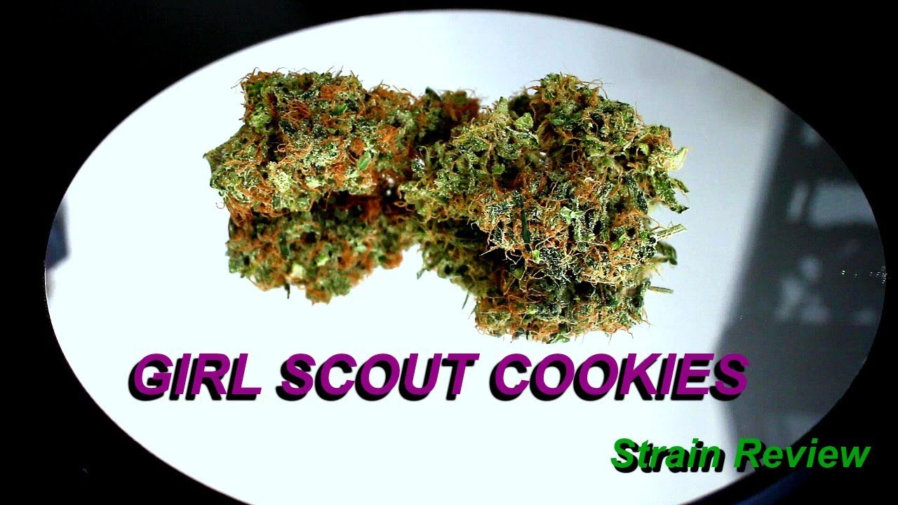 Girl Scout Cookies Strain Review