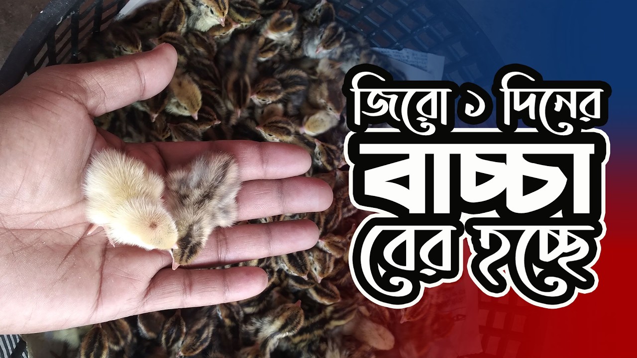 জিরো ১ দিনের A গ্রেডের বাচ্চার ডেলিভারি দেওয়া হচ্ছে