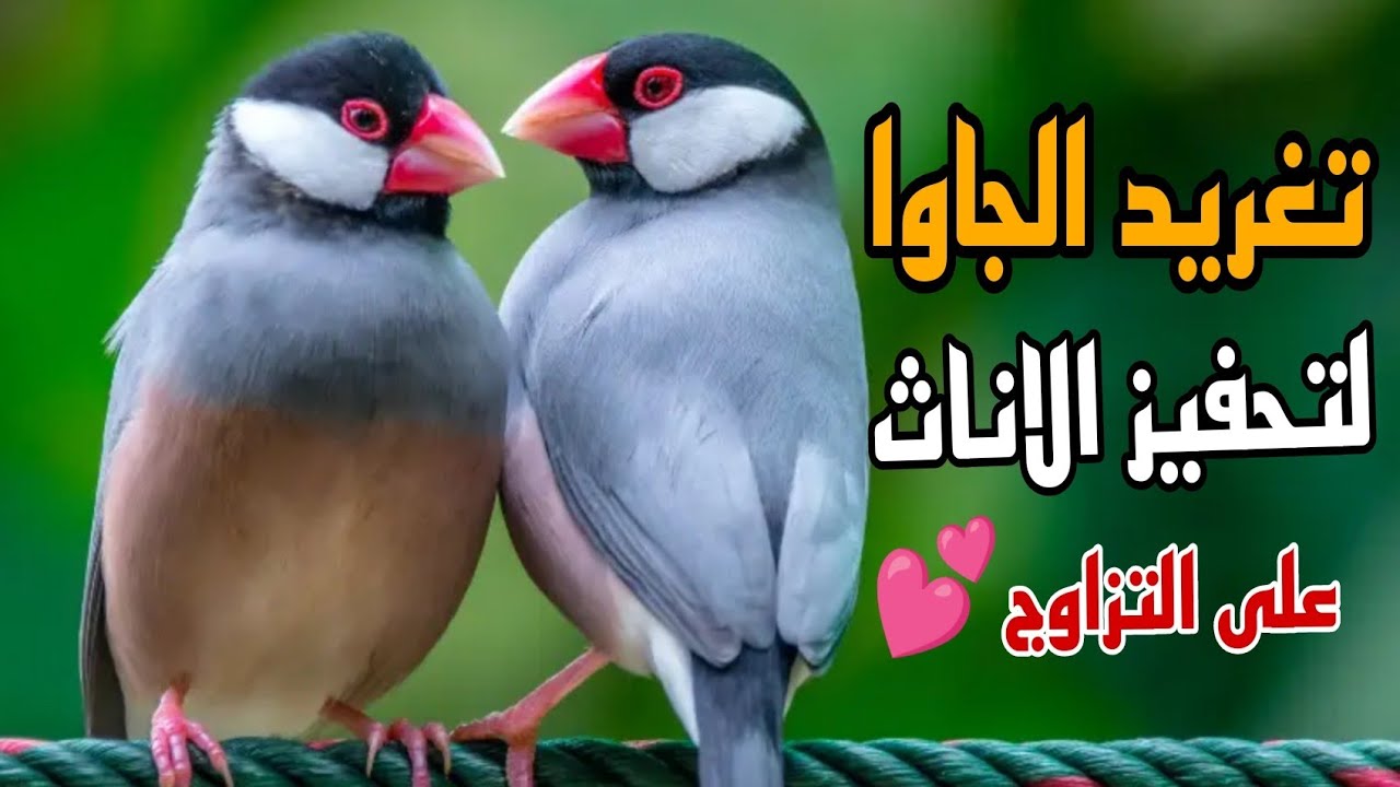 تغريد الجاوا فينش لتحفيز الإنات على التزاوج💕 chante_padda_de_java#