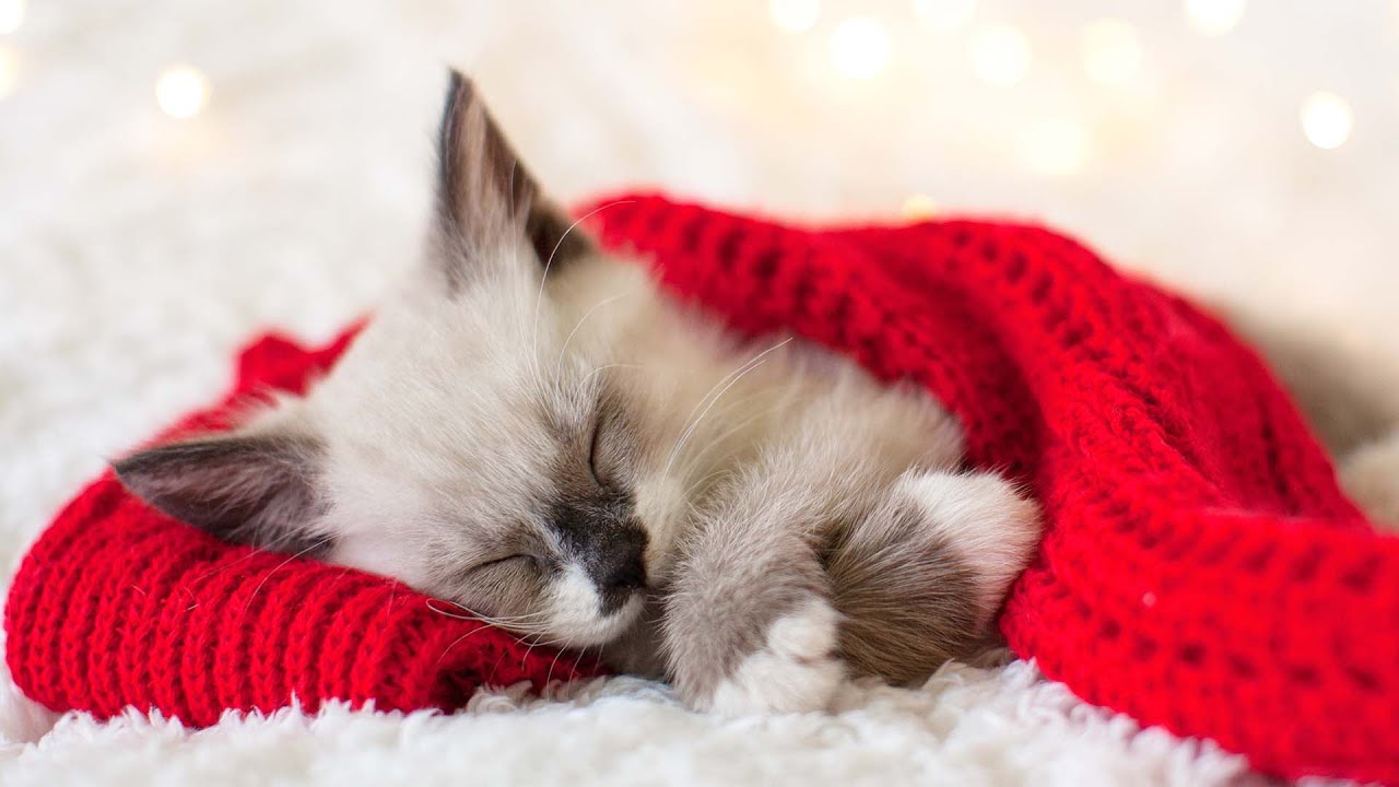 10 часов любимой музыки кота 😽🎵Колыбельные для кошек без рекламы, расслабляющая лечебная музыка