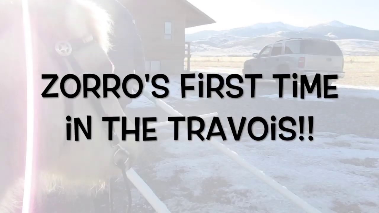 Zorro's First Time in the Travois!!!