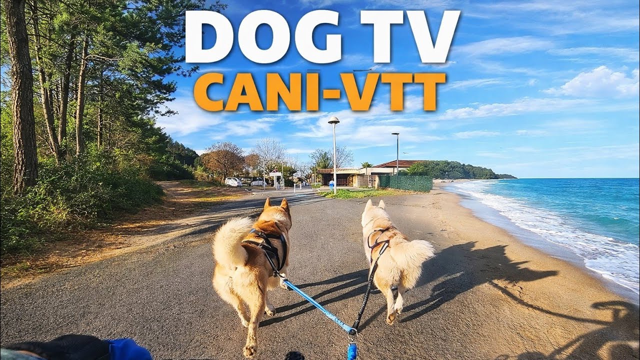 Film pour chien – 3 Heures de Vélo Cani-VTT avec 2 Huskies
