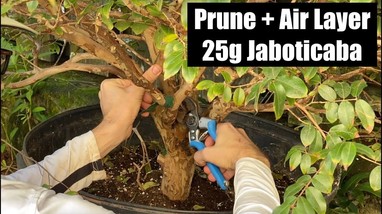 1st Prune + Air Layer on 25 Gal Sabara - Plinia Jaboticaba Brazilian Grape Tree - Was Not Successful
