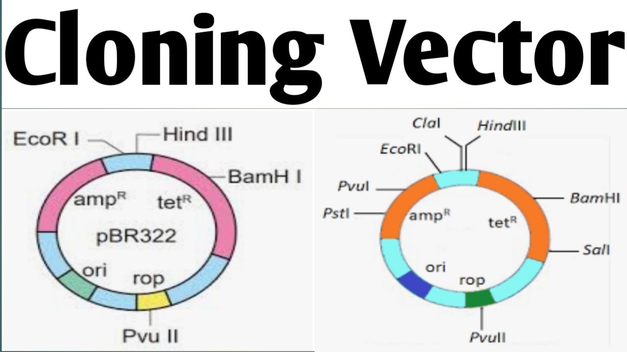 Cloning Vectors| Biotechnology| Unit 2| B. Pharm 6 Sem #cloningvector