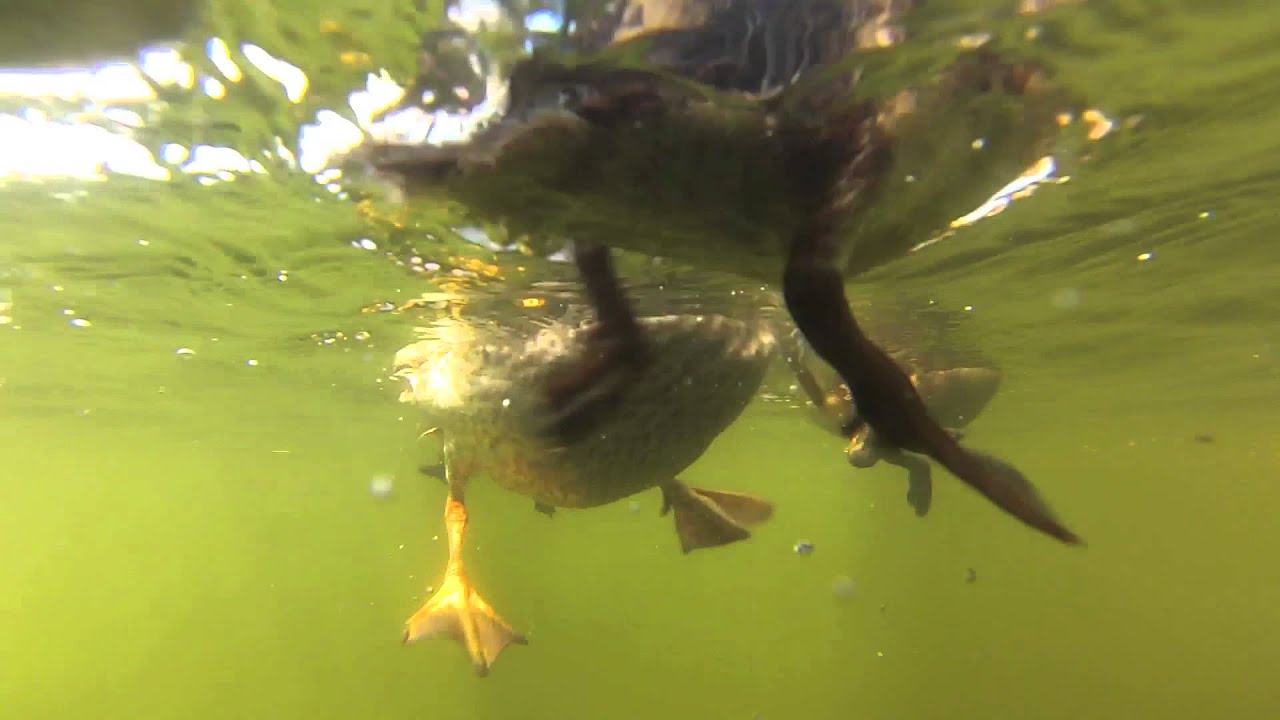 Amazing Ducklings Swimming--Underwater View