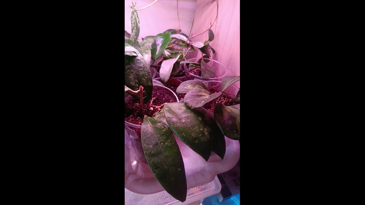 Как поживают хойи? #hoya #хойи #продажацветов