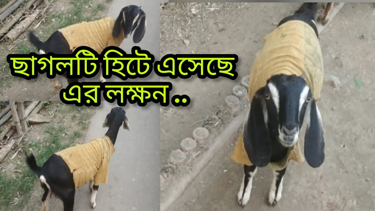 ছাগলটি হিটে এসেছে এর লক্ষন গুলি বুঝবেন কিভাবে।