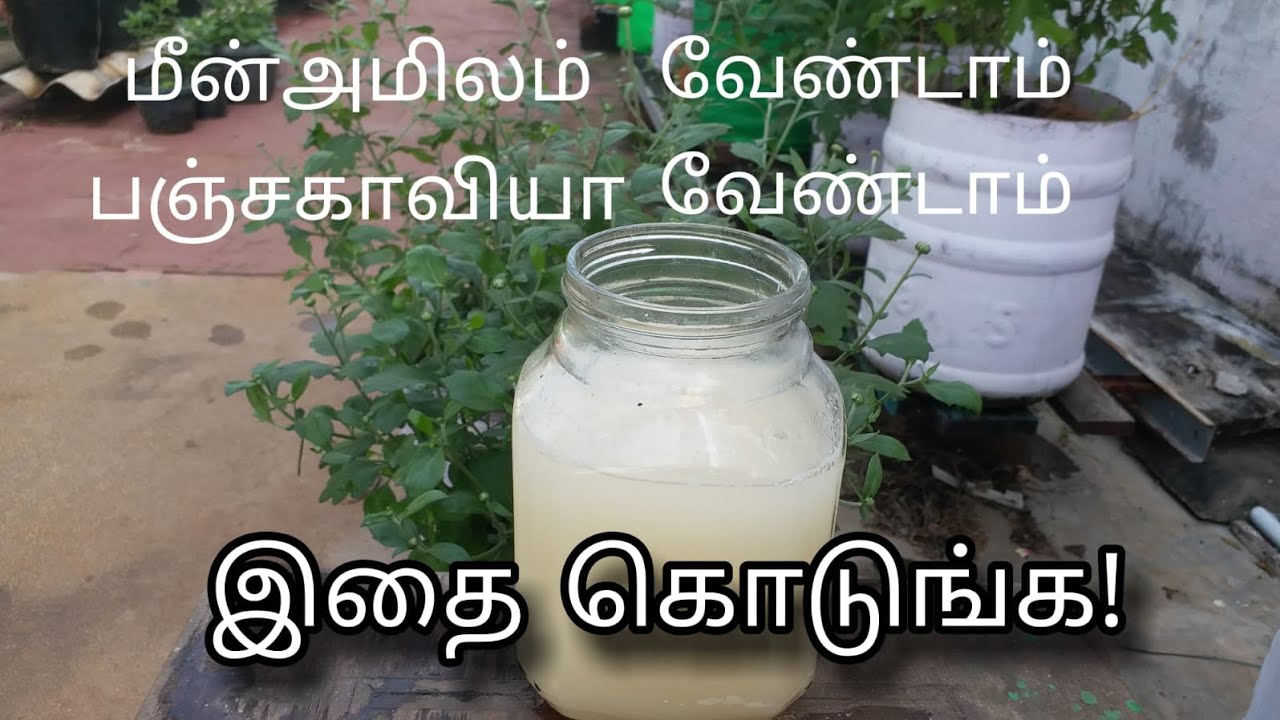 குப்பையில் போடாமல் செடிக்கு கொடுங்க! | Organic Fertilizer | 0 Cost | Terrace Gardening