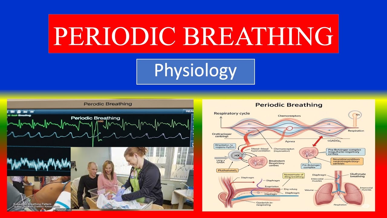 PERIODIC BREATHING - Respiratory system - Applied Physiology for Nursing