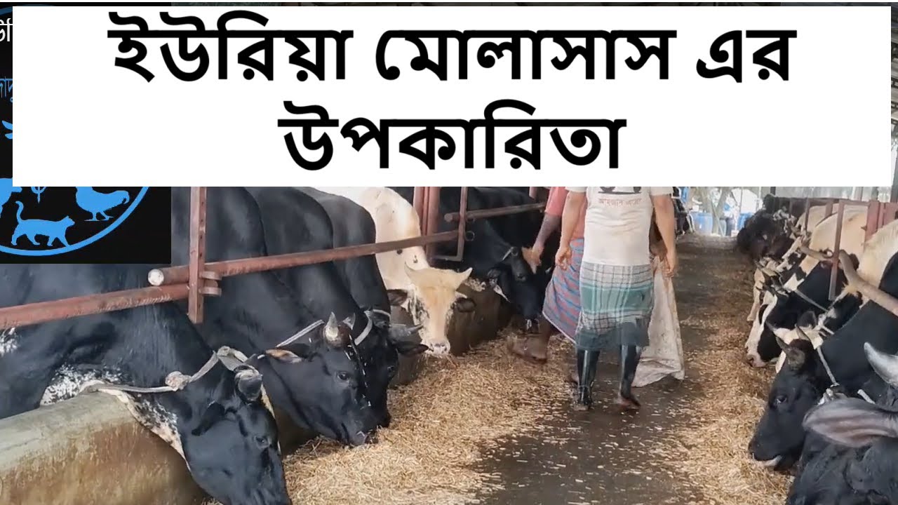 Rules for feeding UMS urea to cows