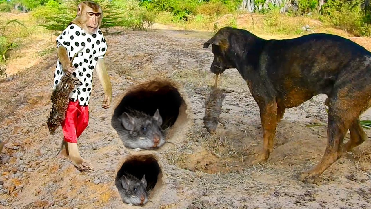 Horrible ! SokYaa Help Pao Catching Giant Mouse & Bring Back Home