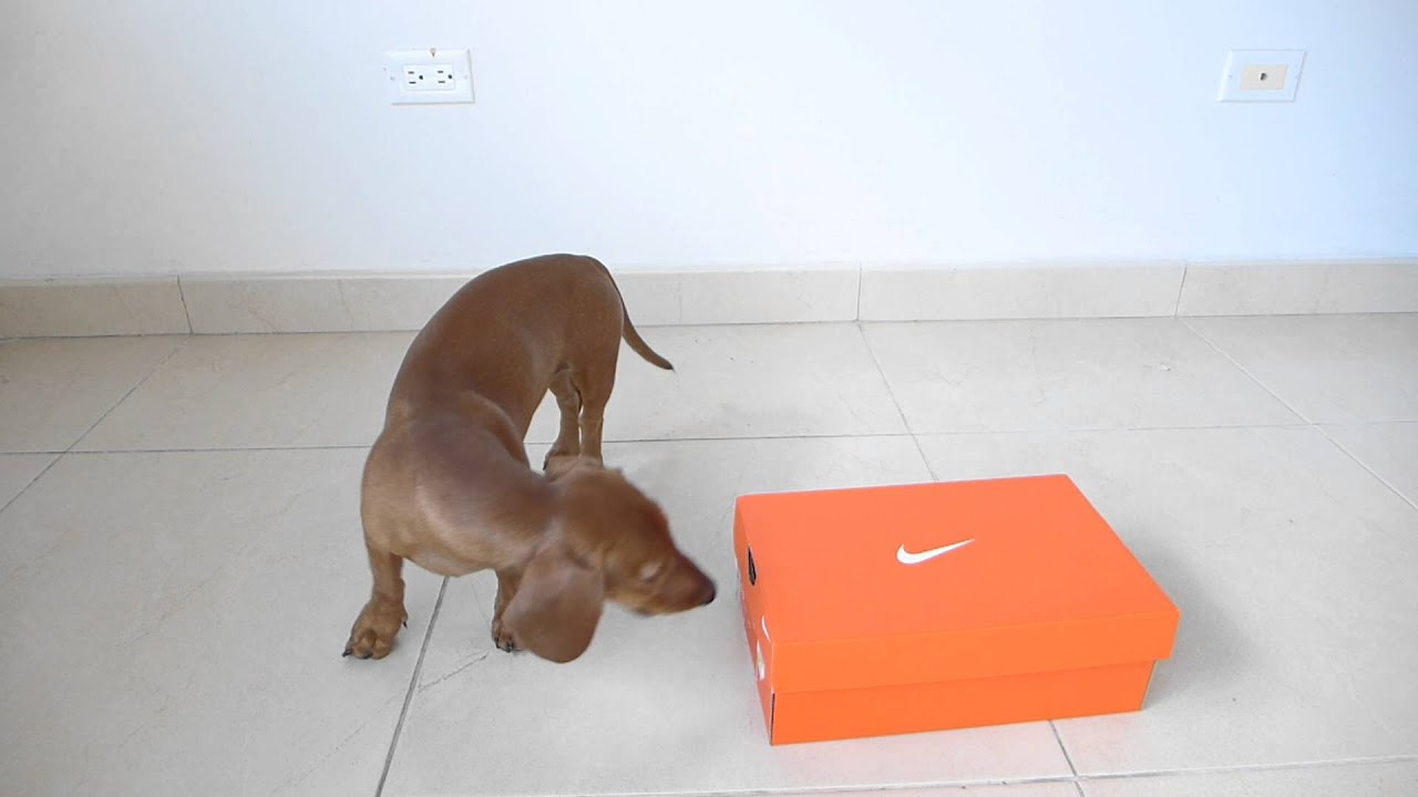 SHAPING - Clicker Training With A Box