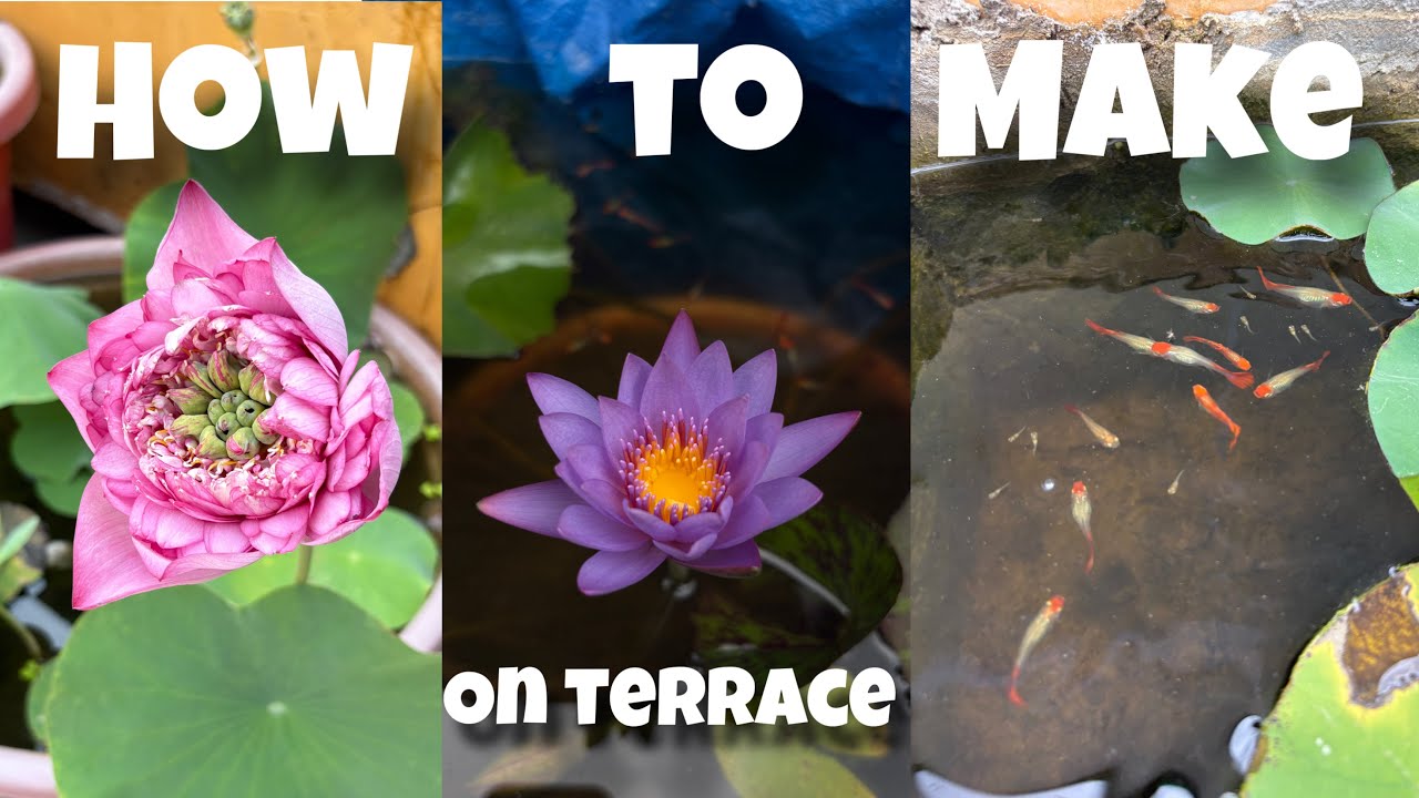 How to make Lotus and Lily pond on terrace with Fishes 😍 In Summer