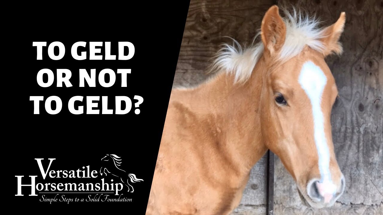TO GELD OR NOT TO GELD?  ASKING THE VET // Versatile Horsemanship