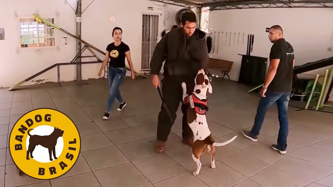 Controle Total! Jairo Teixeira visita o Centro de Adestramento Velasques em Porto Alegre