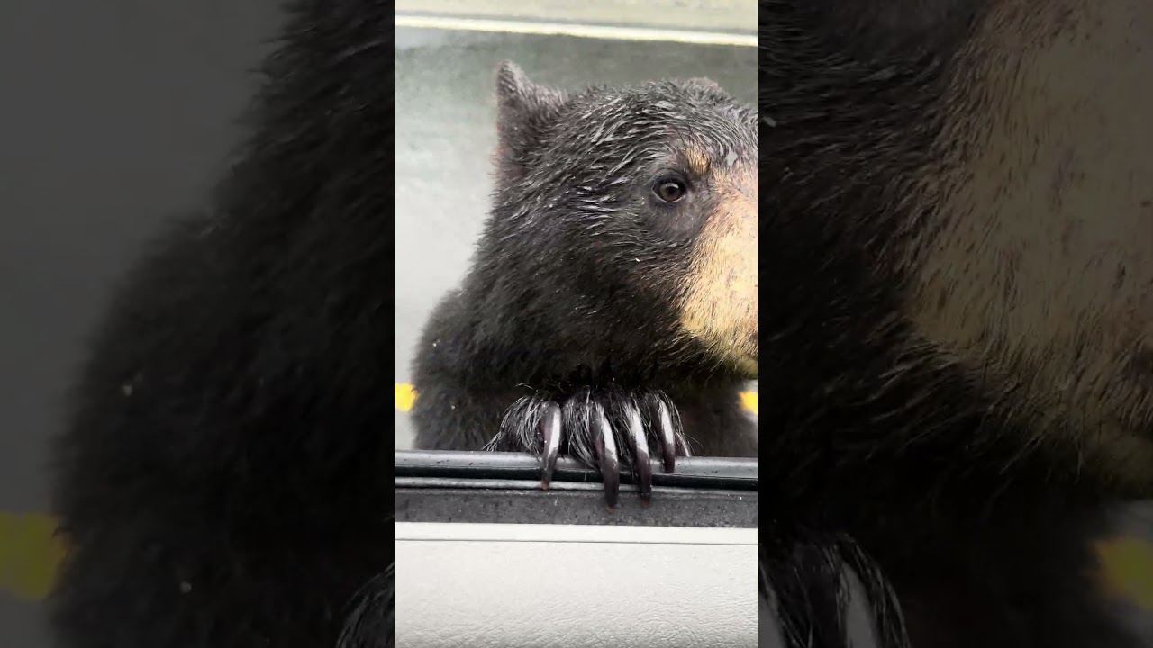 Bébé ours noir