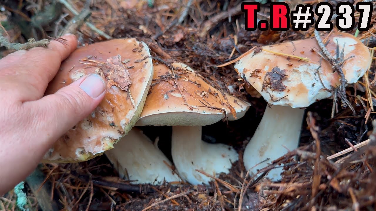 EXPLOTA💥 el suelo de BOLETUS EDULIS👈