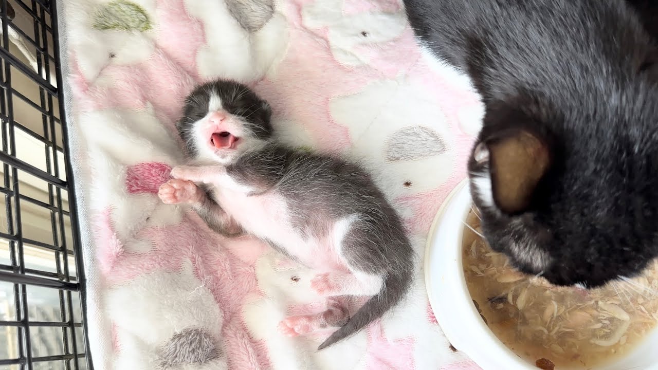 可愛いだけのシャーを連発する子猫【ポノfam 物語#5】Baby cat making cute threats.
