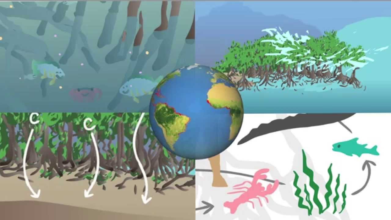 NASA and Mangroves
